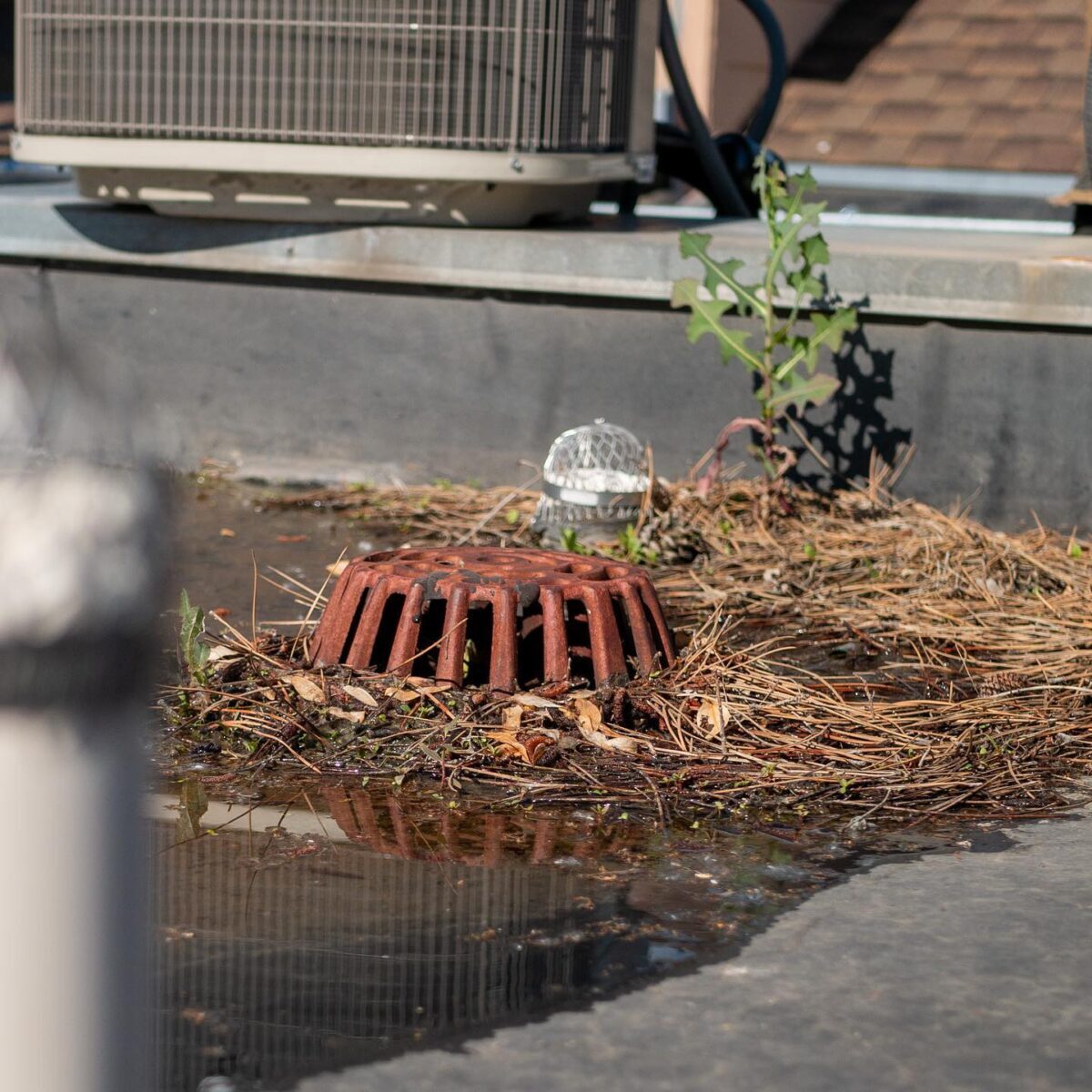 preventive-maintenance A TPO commercial flat roof drain clogged with debris shows need for flat roof repair.
